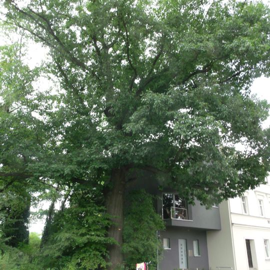 Naturdenkmal Buche-Rotbuche Uferstraße Nr. 8, gegenüber vom Goethepark in Mitte