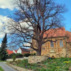 Tilia cordata in Gladitz