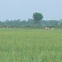 Brebes
