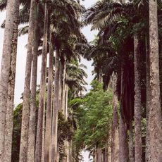 Aburi Botanical Gardens