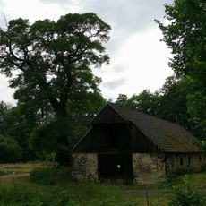 Robinie an den Teichen am alten Schafstall in Jannowitz