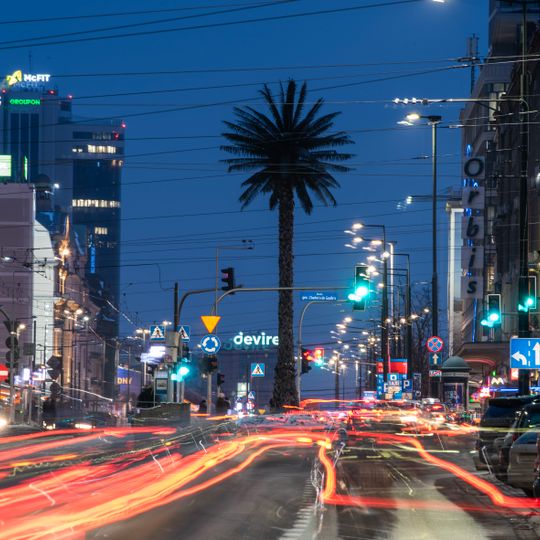 Warschauer Dattelpalme