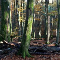 Nature reserve Darzlubskie Buki