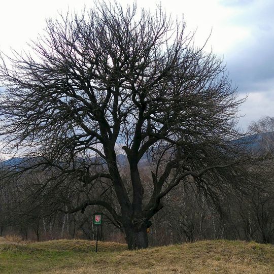Planá hrušeň na hradisku