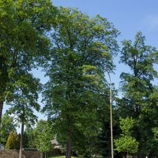 Dobřejovické kleny