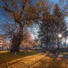 Mulberry tree in Veliki Preslav