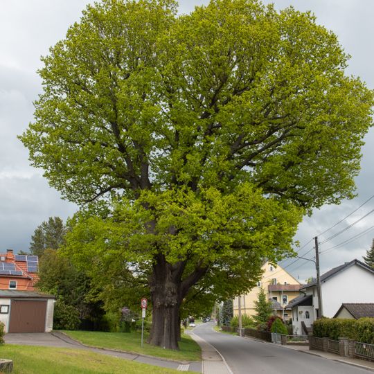 Stieleiche Lichtenwalde