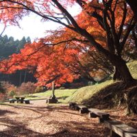 prefettura di Tochigi