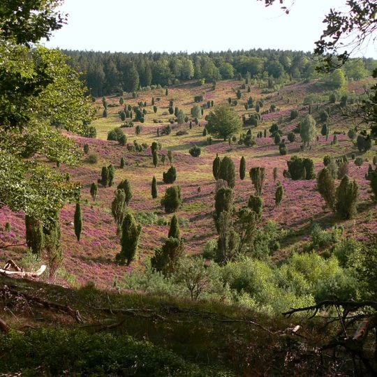 Lüneburg Heath