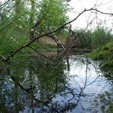 Nature reserve Torfowisko Rąbień
