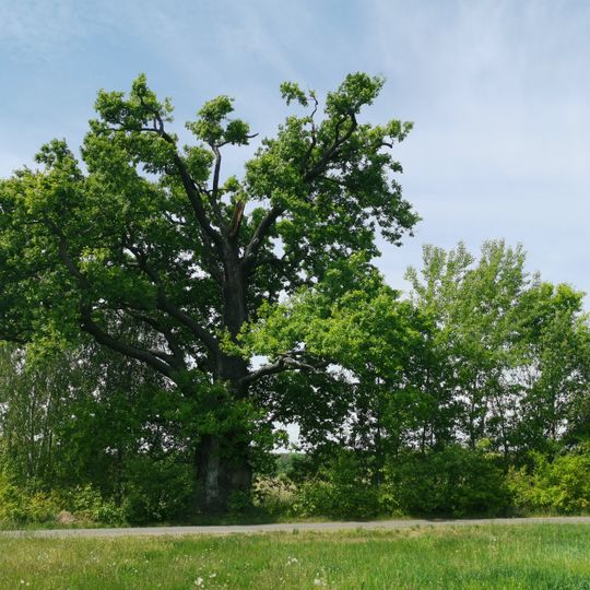Naturdenkmal Stieleiche