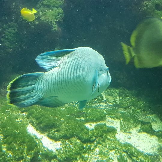 Aquarium du CE ADP d'Orly