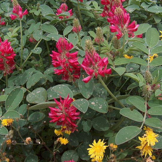 Jardín Montano Linasia