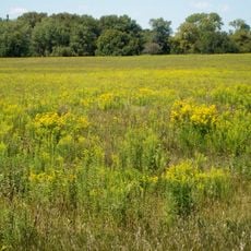Midewin National Tallgrass Prairie