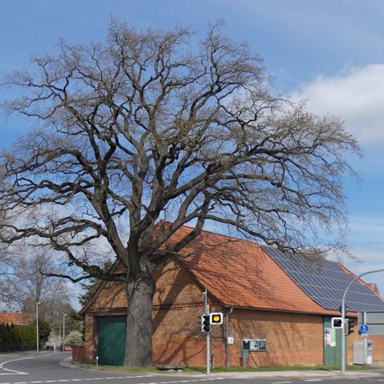 Eiche und Lügenstein