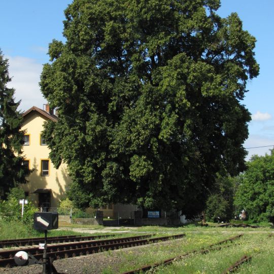 Lípa u nádraží v Kyjově