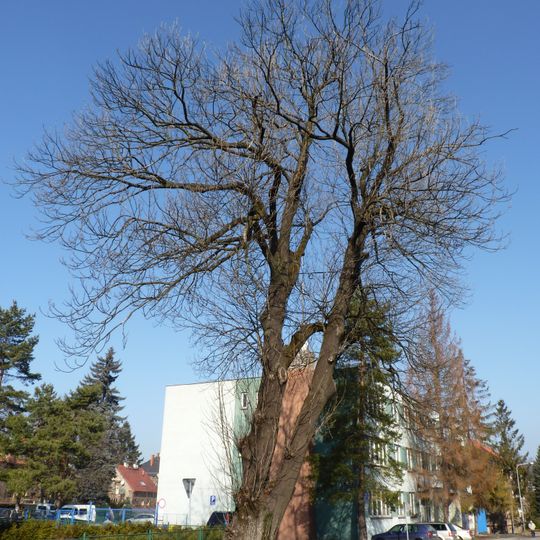 Jasan ztepilý na Alšově