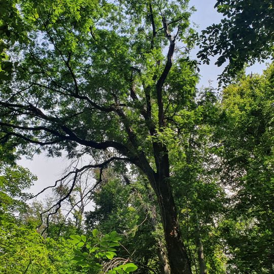 Speierling am Schelmenwald