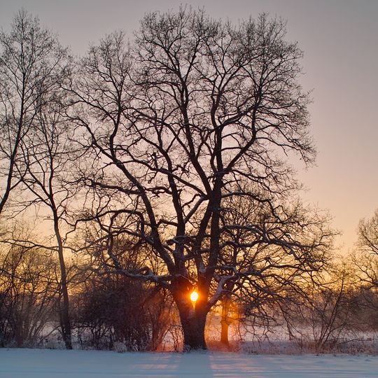 Památné stromořadí Jemčina