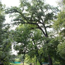 Dub při konci Vinořského potoka