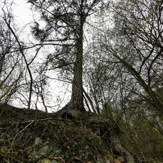 Lärche an der „Ochsendrehe“ in Meißen-Triebischtal