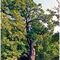 Dub letní u Klenovky