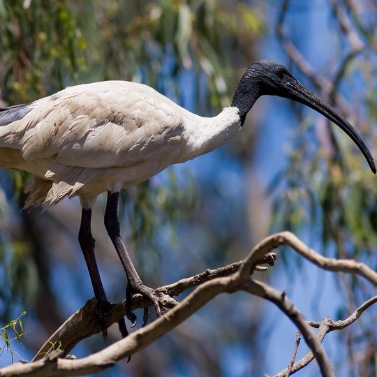 Forest Den National Park