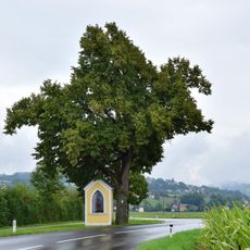 Linde bei der Herz Jesu Kapelle in Feldkirchen