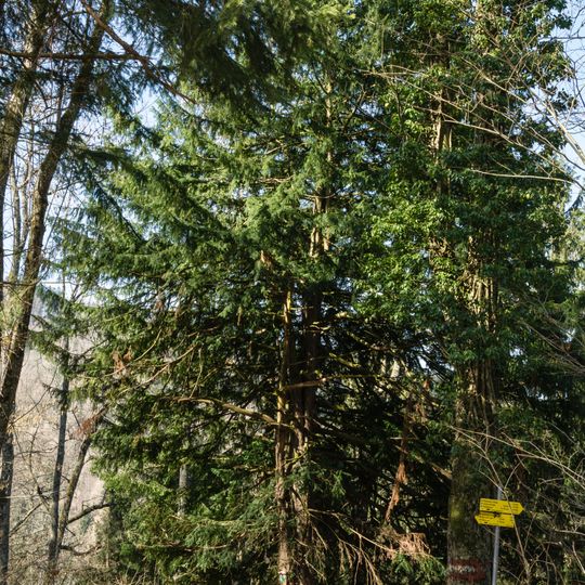 Eibe bei der Ruine Seisenburg