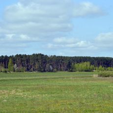 Kulchynska sosnyna reserve