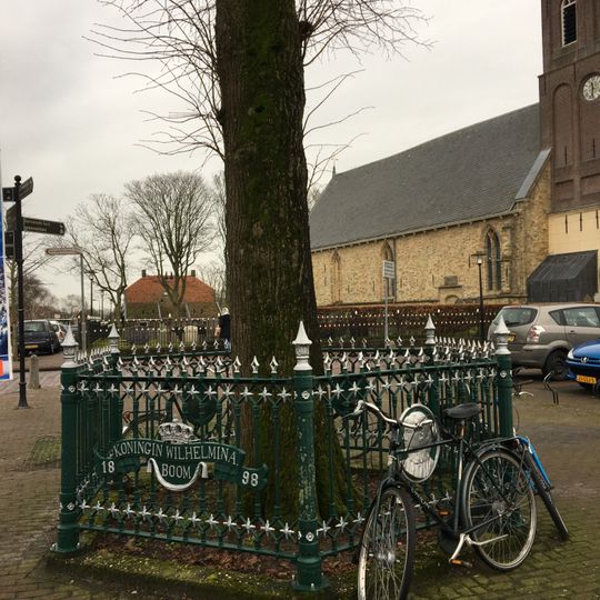Hek rond de Wilhelminaboom