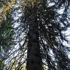 Vysoký smrk v Nancy