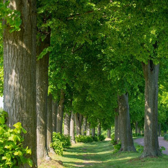 Lindenallee Heeresstraße nördlich von Geringswalde