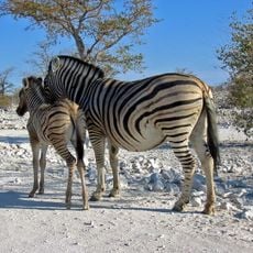 Nationaal park Etosha