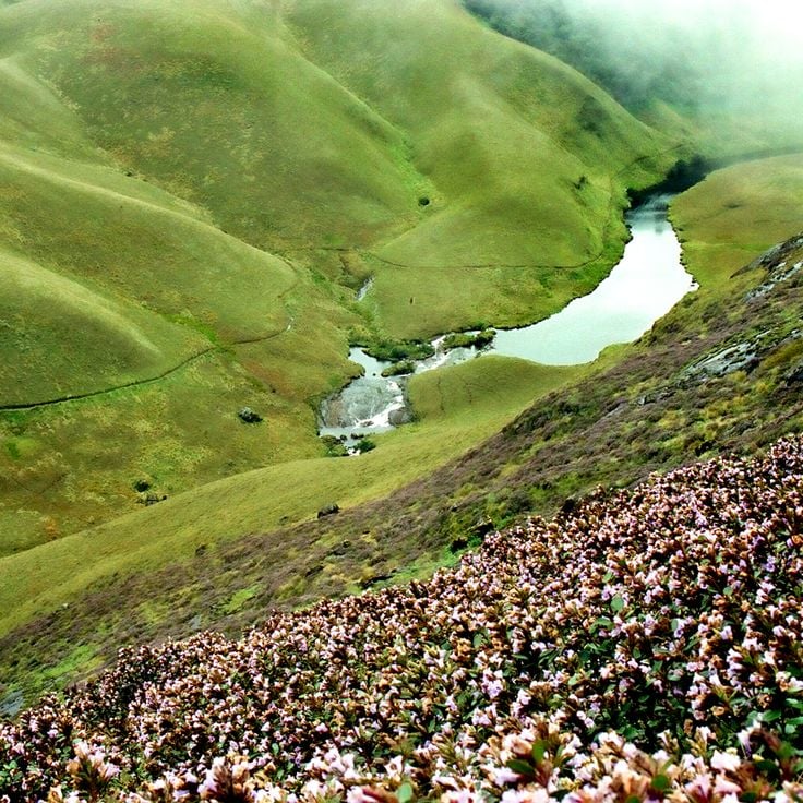 Eravikulam National Park