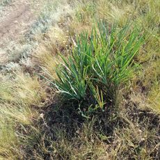 Балка Дорожнянська