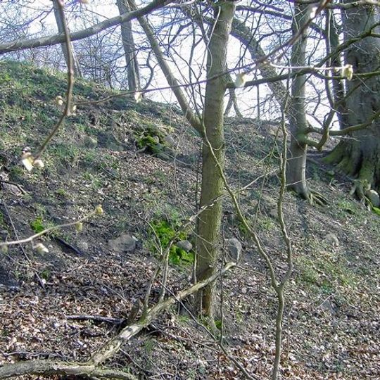 Burgwall Groß Görnow