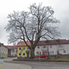 Dorflinde in St. Leonhard