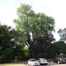 Silber-Pappel Römerweg 31-37