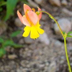 Sawtooth Botanical Garden