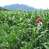 Nueva Segovia Department