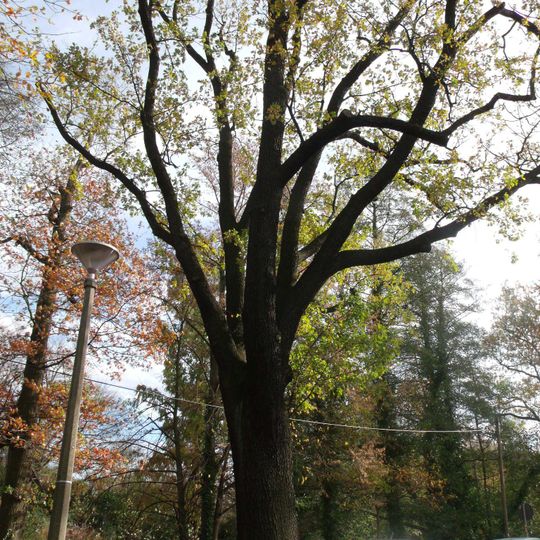 Naturdenkmal [[Eichen