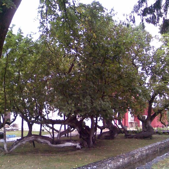 Naturdenkmal Scham-Maulbeerbaum