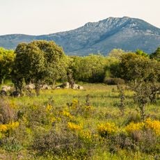 La Peñota