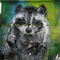Raccoon