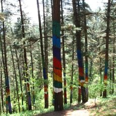 Oma forest