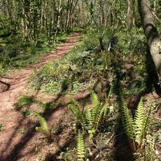 Occombe Valley Woods
