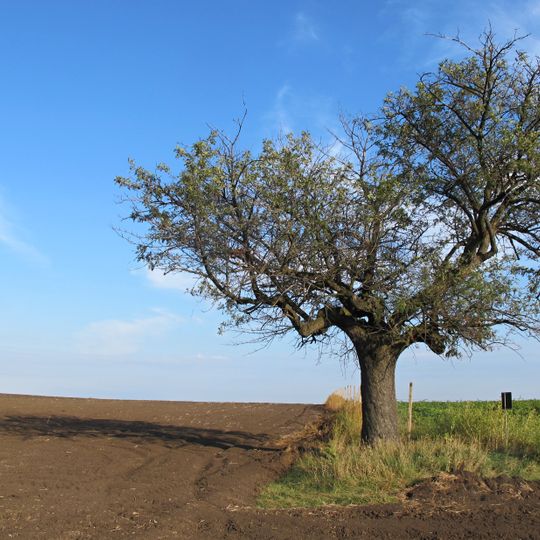 Platan javorolistý u Janova hradu
