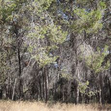 Ben Shemen forest