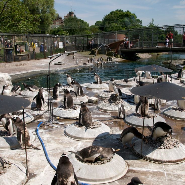 Jardim Zoológico de Edimburgo